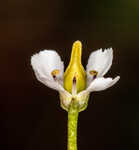 White screwstem